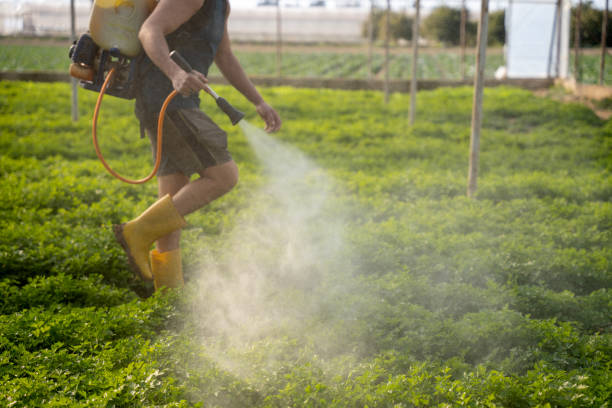 Best Wasp Removal Services  in Belington, WV