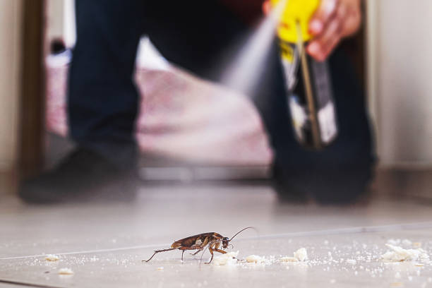 Best Pest Control Near Me in Belington, WV